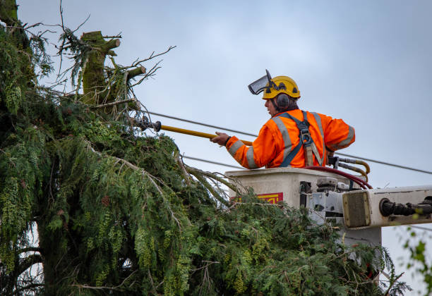 Best Tree Cabling and Bracing  in Wailuku, HI