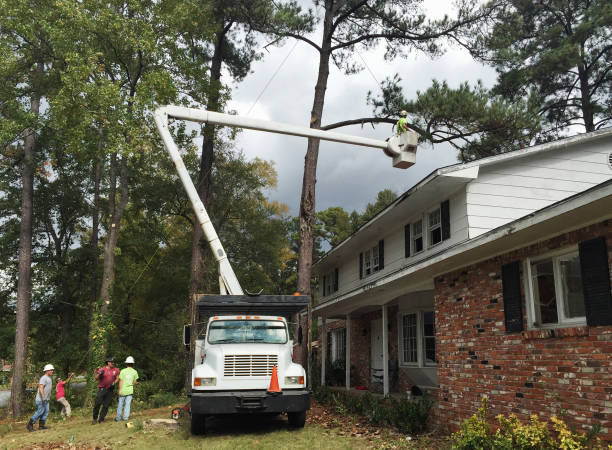 How Our Tree Care Process Works  in  Wailuku, HI