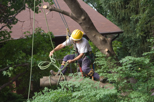 Best Lawn Watering Services  in Wailuku, HI