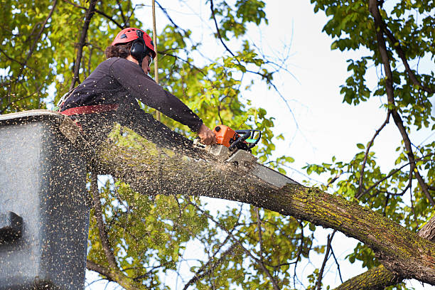 Best Tree Trimming and Pruning  in Wailuku, HI