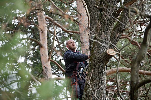 Best Arborist Consultation Services  in Wailuku, HI