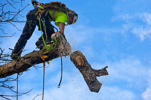 Trusted Wailuku, HI Tree Care Experts